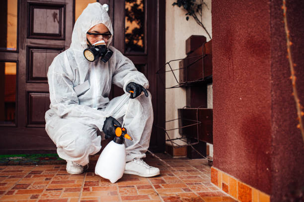 Attic and Crawl Space Rodent Treatment in Bridgeville